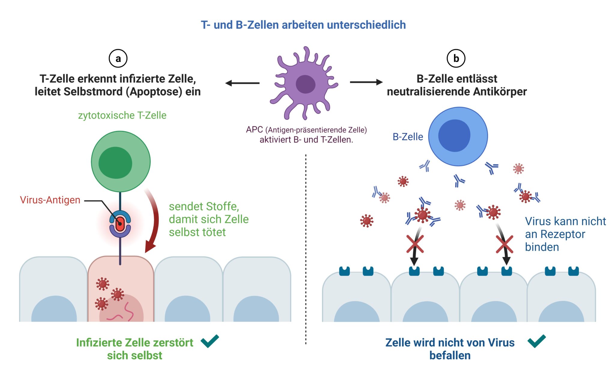 Immunsystem – Der Virus Hype